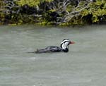 Male Torrent Duck, Rio Fitz Roy, El Chaltén, Patagonia, LOS GLACIARES NATIONAL PARK