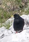 Alpine Chough Krippenstein