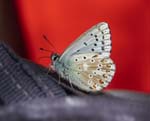 Chalkhill Blue Koppenwinkell
