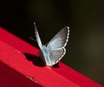 Chalkhill Blue Koppenwinkell