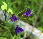 Columbine Echerntal Hallstatt