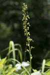 Common Twayblade Echerntal Hallstatt