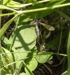 Crane Flies Gosausee