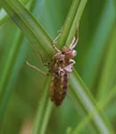 Dragonfly Larva