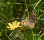 Gatekeeper on Marsh hawk's-beard Echerntal Hallstatt