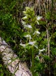 Greater Butterfly Orchid