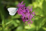 Green-veined White on Ragged Robin Gosausee