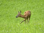 Juvenile Roe Deer Kaiserpark Bad Ischl