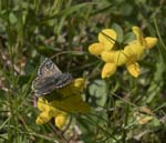 Large Grizzled Skipper