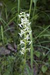 Lesser Butterfly Orchid Echerntal Hallstatt