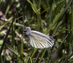 Mountain Green-veined White