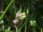 Mountain Green-veined White on Purple Coltsfoot