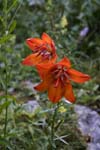 Orange Lily Gosausee