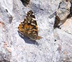 Painted Lady Gjaid