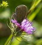 Ringlet on Knapweed Gosausee