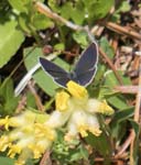 Small Blue on kidney vetch Gjaid