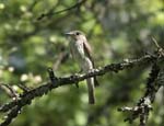 Spotted Flycatcher Hotel Agathawirt St. Agatha