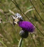 Swallowtail on Black Knapweed