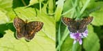 Thor's Fritillary - L female, R male