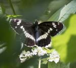 White Admiral Obertraun
