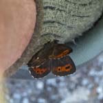 Woodland Ringlet Gosausee