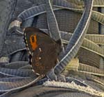 Woodland Ringlet Gosausee