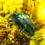 Rose Chafer Beetle on Dahlia, Parc du Thabor, RENNES