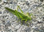 Great Green Bush Cricket, LE PERTRE