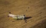 Grasshopper, LE PERTRE