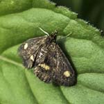 Day-flying Moth, LE PERTRE