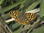 Speckled Wood, LE PERTRE