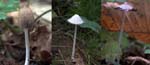 Pleated Inkcap, LE PERTRE
