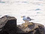 Yellow-legged Gull, Punta de Fuencaliente