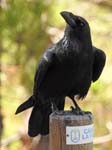 Raven, El Pinar