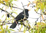 Blackbird, Tijarafe