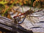 Mating Common Darters, Afur Valley, Anaga Mountains