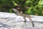 Boettger's lizard (Gallotia caesaris)The Ethnographic Park of La Gomera Los Telares Hermigua