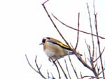 Goldfinch, Acusa Verde