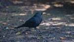 Blackbird Laguna Grande