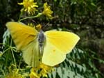 Canary Brimstone Presa de Meriga Las Rosas