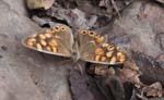 Canary Speckled Wood Presa de Meriga Las Rosas