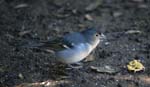 Endemic Chaffinch Laguna Grande