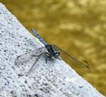 Epaulet Skimmer Ethnographic Park of La Gomera Los Telares Hermigua