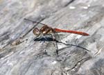 Island Darter Ethnographic Park of La Gomera Los Telares Hermigua