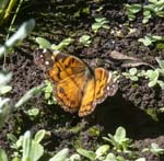 Painted Lady Presa de Meriga Las Rosas