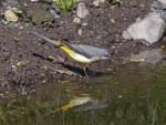 Grey Wagtail Presa de Meriga Las Rosas