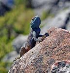 Southern Rock Agama Table Mountain