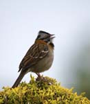 Rufous-collared Sparrow, Monseratte