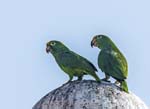 Yellow-crowned Parrots