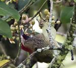 Golden-olive Woodpecker, El Cairo, Cocora Valley, Los Nevados NP